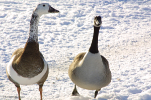 Ich bin ich. Und du bist du.