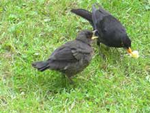 Amsel