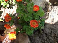 Blumenschale