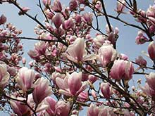 Magnolie
