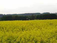 Rapsfeld im Mai