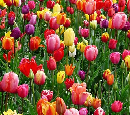 tulpen